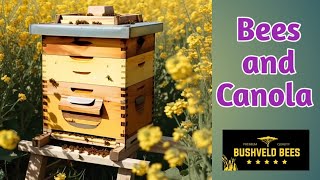 Bees in the Canola fields in the Cape [upl. by Mapes]