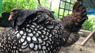 Double Laced Barnevelder Chickens [upl. by Humo896]