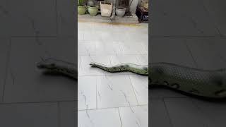 Kids Attacked By Giant Anaconda Snake 🐍shorts kids snakes snake snakevideo anaconda bigsnake [upl. by Ase406]