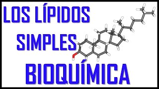 Los lípidos Simples  Bioquímica [upl. by Berhley]