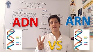 Diferencias entre ADN y ARN nivel experto para principiantes EN 5 MINUTOS [upl. by Carlson]