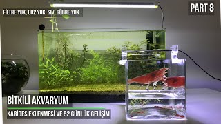 Bitkili Akvaryum  Karides Eklenmesi ve 52 Günlük Gelişim CO2 Yok Filtre Yok  Part 8 [upl. by Iman]