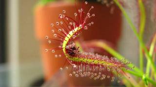 Drosera Capensis Cape Sundew Eating A Fruit Fly High QualityHD Time Lapse [upl. by Akinak]