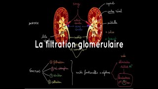 La filtration glomérulaire [upl. by Toth]