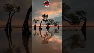 The Famous Dancing Trees Walakiri Beach Sumba [upl. by Seabrooke]