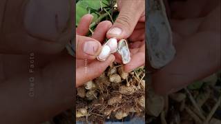 How to Grow Peanuts at Home 🥜 plants farming shorts [upl. by Llert]