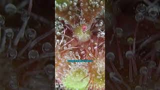 TOP 5 Carnivorous Plants You Can Grow [upl. by Haeel983]