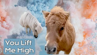 Cracking Tune Let Cute Shetland Foal Lift You Up So High ❤️🐴🎶 [upl. by Dorinda40]