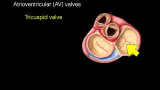 Heart Valves [upl. by Lysander]