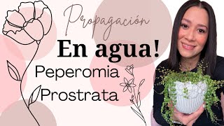 Propagación en agua 💧  Peperomia Prostrata 🐢🐢 [upl. by Helyn838]