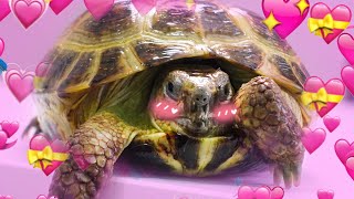 Why Tortoises Are the Greatest Reptiles Ever [upl. by Atirahs]