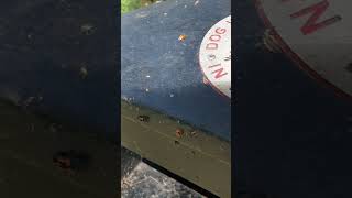 Ladybugs and larvae loads All over this bin end of Sept24 nature shorts [upl. by Llerrac]