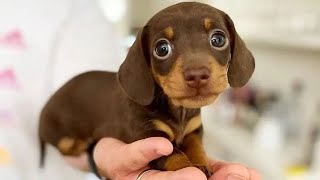 Funniest amp Cutest Dachshund Puppies 2 [upl. by Eniamzaj]