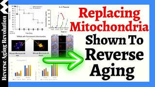 AGE REVERSAL Through Replacing MITOCHONDRIA [upl. by Ecinereb]