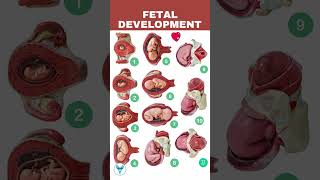 Fetal Development week by week  Embryo development  Baby growing in womb [upl. by Paget]