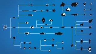 How Evolution works [upl. by Marjory368]