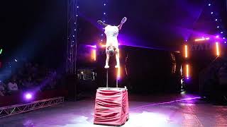 Circus Zyair full Show Vlog  Greenhead Park Huddersfield  September 2022 [upl. by Cagle]