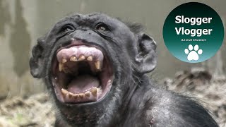 Hairless Chimp Jambo Jumps Over Scrapping Noisy Females [upl. by Enelak]