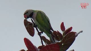 The redbreasted parakeet Psittacula alexandri and Call Song  Bird TV [upl. by Pages]