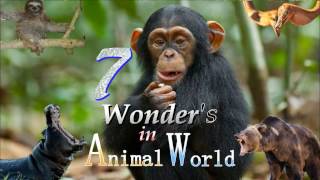 7 Wonder in Animal World  Rushi Scorpion amp iArchitect World [upl. by Yreved]