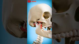 How to fix a dislocated jaw 😱dislocation bones satisfying [upl. by Eikcir]