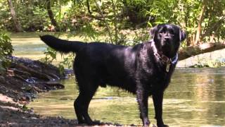 Colors amp Types of Labrador Retrievers  Dog Care Tips [upl. by Yllut]