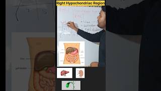 Right Hypochondriac Region  Abdominal area science medicalstudent shots ytshorts trending [upl. by Chaille]