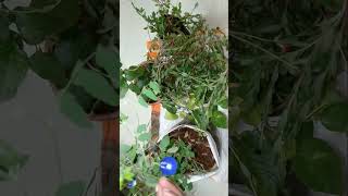 Aprajita plant  seeds growth care Tips  Aprajita plant health benefits kokangardeningtipsshorts [upl. by Asset848]