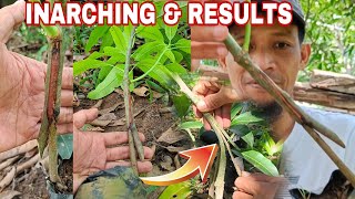 HOW TO INARCHING MANGO TREE amp RESULT HIGH PERCENTAGE SUCCESS RATE [upl. by Adriano]