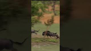 Hyenas hunting hyena buffalo [upl. by Ettelimay]