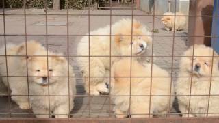 Chowchow pups 3 months [upl. by Hertha155]