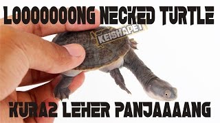 BASIC CARE of LONG NECKED TURTLE  Chelodina siebenrocki  KURA KURA LEHER PANJANG [upl. by Otreblada349]