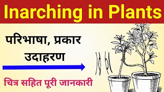 जीवों में जनन की विधि शाखा बंधन  inarching in plants  steps of approach grafting class 12 biology [upl. by Ecerehs181]