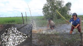 Sungguh diluar dugaancuma modal pelepah kelapa bisa panen ikan sebanyak ini [upl. by Paulita]