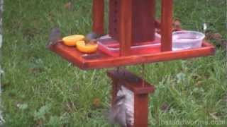 How to Attract Birds With A Deluxe Two Way Tui Feeder Combo [upl. by Kcirddot]