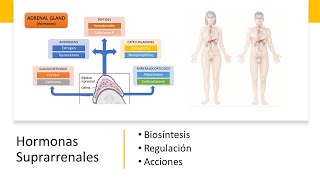 Hormonas Suprarrenales Biosíntesis Regulación y Acciones [upl. by Niroht129]