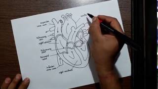 How to draw human heart [upl. by Domini]