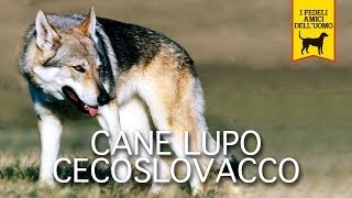 CANE LUPO CECOSLOVACCO trailer documentario [upl. by Stalker]