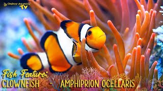 Fish Feature Clownfish  Amphiprion ocellaris [upl. by Yblocaj]