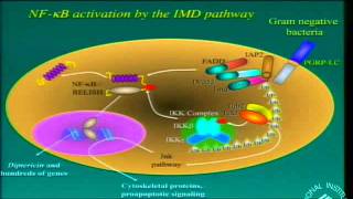 The Antimicrobial Defense of Drosophila A Paradigm for Innate Immunity [upl. by Danny]