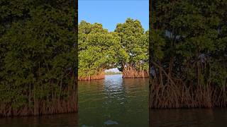 munroe island shorts island nature mangrove [upl. by Joacima]