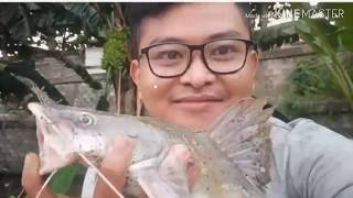 4 Umpan alami paling ampuh ikan baung [upl. by Catharine]