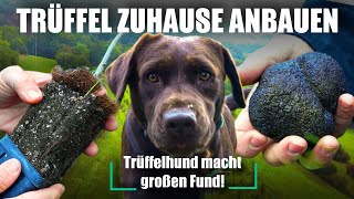 Trüffel zuhause anbauen  Trüffelplantage in Deutschland Trüffelhund Dokumentation [upl. by Debera]