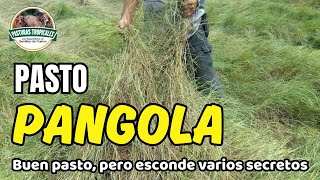 Pasto PANGOLA ganaderiacolombiana ganaderoscolombia [upl. by Lalittah]