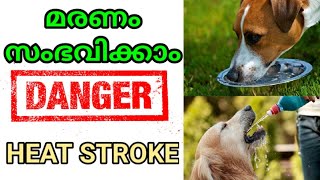 🤒🤒ചൂടിനെ സൂക്ഷിക്കണം  HEAT STROKE  Signs Of Heatstroke In Dog  PREVENTION  SYMPTOMS  LAZE MEDIA [upl. by Seligmann421]