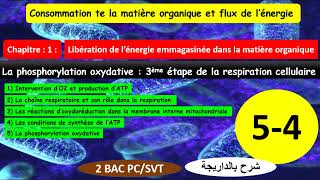 La phosphorylation oxydative شرح بالداريجة partie 54 [upl. by Nanon645]