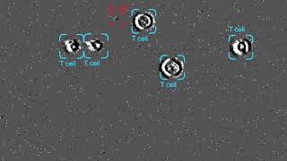 Mixed sample of live T cells and microbial contaminants imaged using PureSentry [upl. by Nyrehtac114]