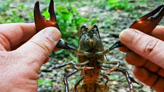 Them Pesky Crays Crayfish Catch Clean and Cook UK Crayfishing SRP crayfish crawfish crawdads [upl. by Ahtimat]