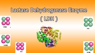 Lactate dehydrogenase enzyme  Clear Over View [upl. by Reffineg]