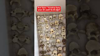 इन्सान की असली रीढ़ की हड्डियाँ  Human Real Spine  Vertebral bone Cervical Lumbar viral shorts [upl. by Anilec766]